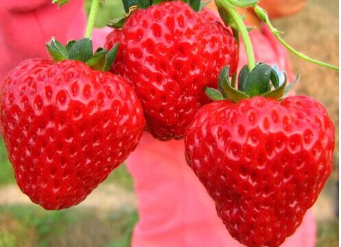 食用草莓也可以抗癌